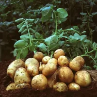 patata