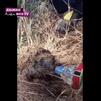 Πυροσβέστης δίνει νερό σε μικρό σκαντζόχοιρο 