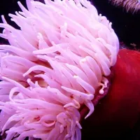 thalassia_anemoni