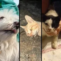 Φόλες σε αδέσποτα ζώα στην Κύθνο