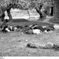 Κοντομαρί
