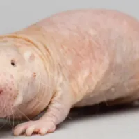 nakedmolerat