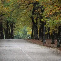 Το δάσος της Φολόης