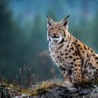 lynx