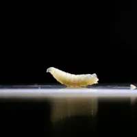 Screwworm 