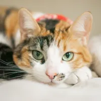 gata