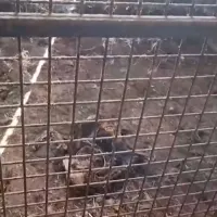 Η αστυνομία εντόπισε 32 νεκρά σκυλιά σε αγρόκτημα στην Ισπανία