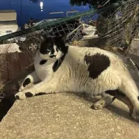 chonkus