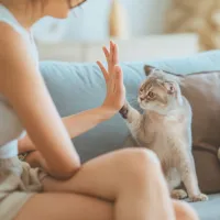 gata