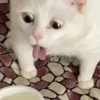gata