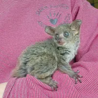 galagos