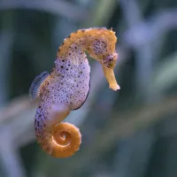 ipokabos