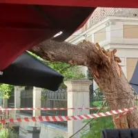 Δέντρο έπεσε στο κέντρο της Αθήνας