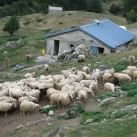 ktiniatros