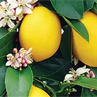 lemonia_freska