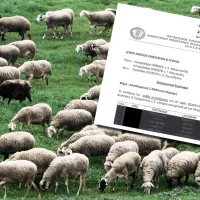 Έγγραφο για το σκάνδαλο του ΟΠΕΚΕΠΕ στο βάθος κοπάδι με πρόβατα