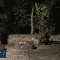 Πετροκούναβο