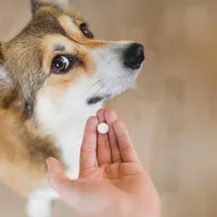 skilos