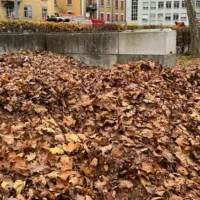 Η οπτική ψευδαίσθηση με τον σκύλο στην φωτογραφία που μπερδεύει το διαδίκτυο