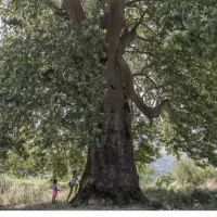 platanos thessaloniki