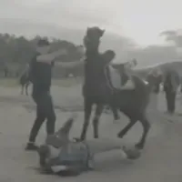 alogo