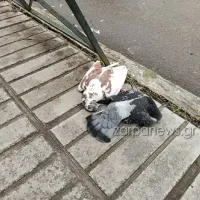 Πυροβόλησαν περιστέρια