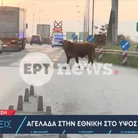 αγελαδα
