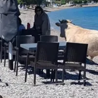 Αχαΐα: Αγελάδα έκανε τη βόλτα της στην παραλία αφήνοντας άφωνους τους θαμώνες