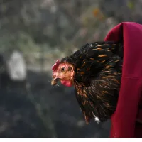 Κότα