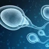 sperma