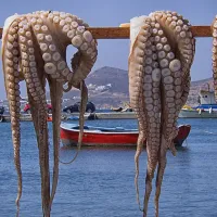 χταποδι