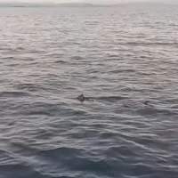 Καρχαρίας