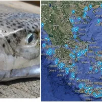 Διαδραστικός χάρτης με την εξάπλωση του λαγοκέφαλου στην Ελλάδα