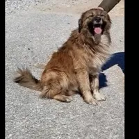 Ο σκύλος που πέθανε από φόλα στην Ελασσόνα 