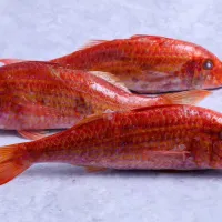 barboyni