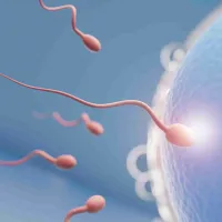 sperm