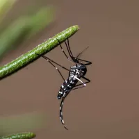 kounoupi