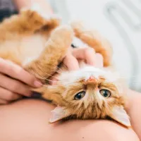 gata