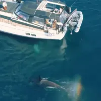 Φάλαινες στο Γιβραλτάρ