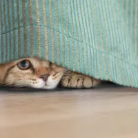gata