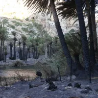 preveli