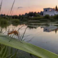 ιός του Δυτικού Νείλου