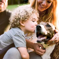 dogs