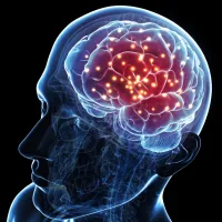 brain