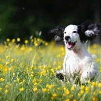 happydogs