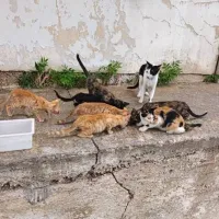 γατακια