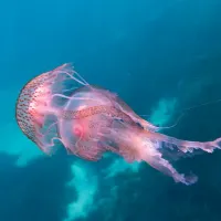 medousa