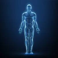 body human