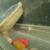 pinakas