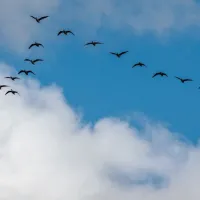 birds